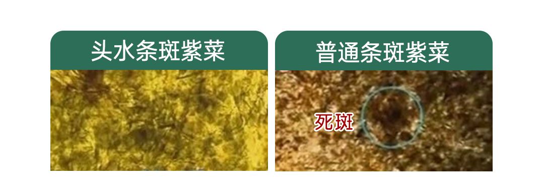 一岁半宝宝补钙吃什么牌子
