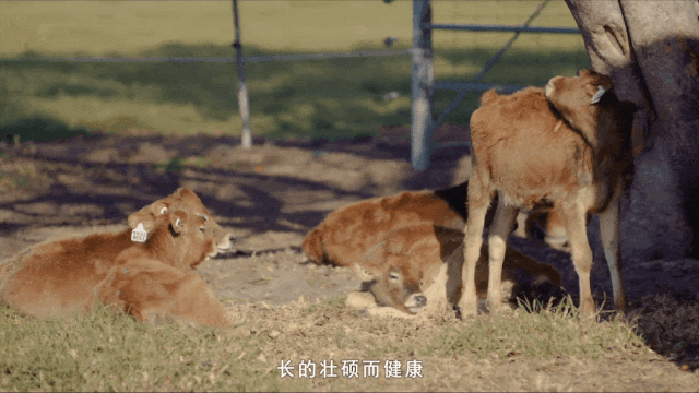 核桃奶补钙吗
