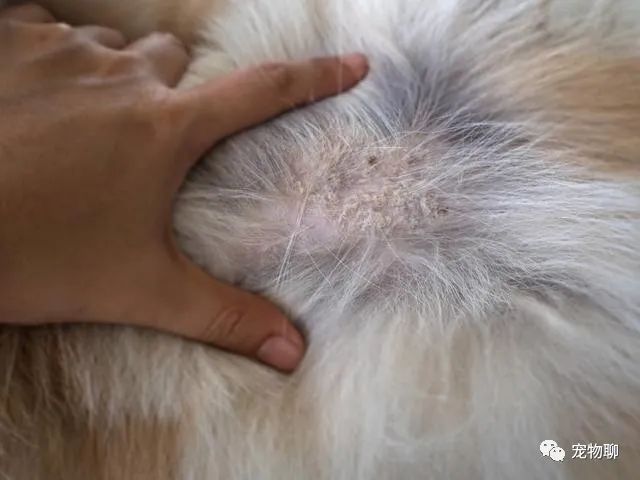 狗狗微量元素多久喂一次(狗狗微量元素和维生素区别)-硒宝网