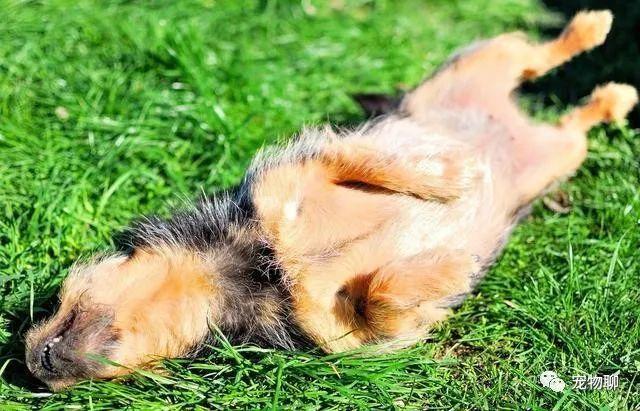 狗狗微量元素多久喂一次(狗狗微量元素和维生素区别)-硒宝网