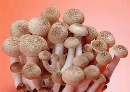饮食怎么样补硒效果好