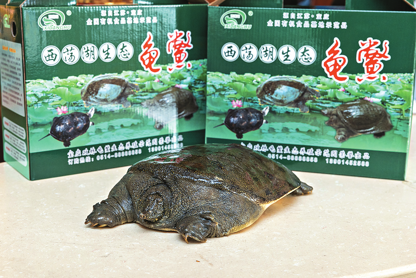 扬州市有哪些蔬菜补硒