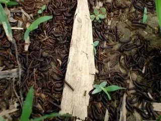 鼻咽癌要补硒吗为什么