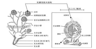 一头牛补多少亚硒酸钠