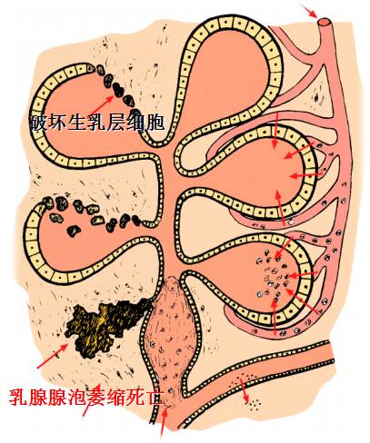 一头牛补多少亚硒酸钠