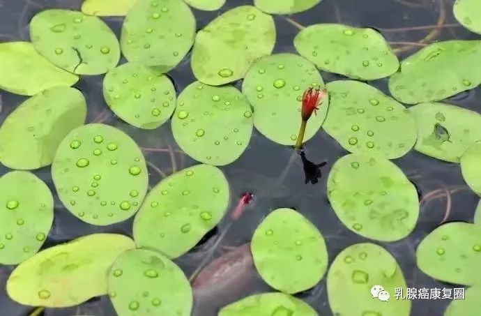 锌镁补剂和锌硒的区别
