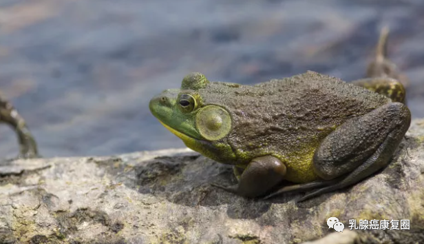 锌镁补剂和锌硒的区别