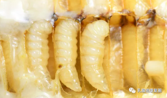 锌镁补剂和锌硒的区别