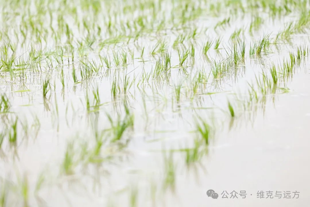 阿拉尔富硒农产品认证