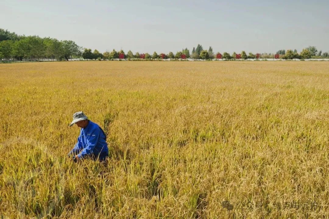 阿拉尔富硒农产品认证