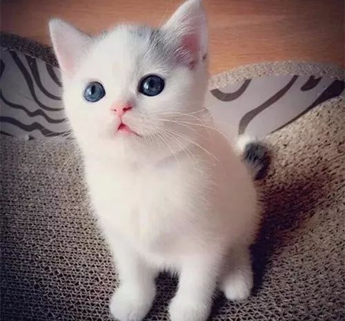 猫咪补充微量元素吃什么