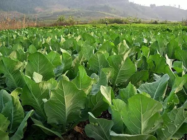 什么蔬菜补锌