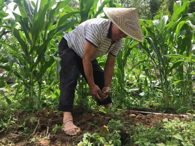 湖北利川市富硒农产品