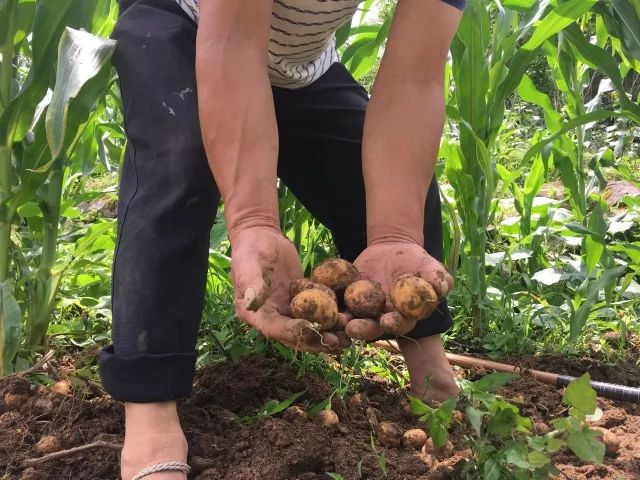 湖北利川市富硒农产品