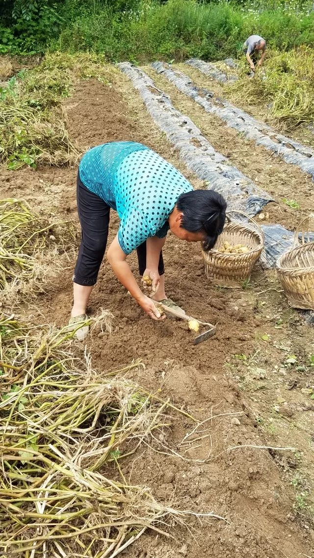 湖北利川市富硒农产品