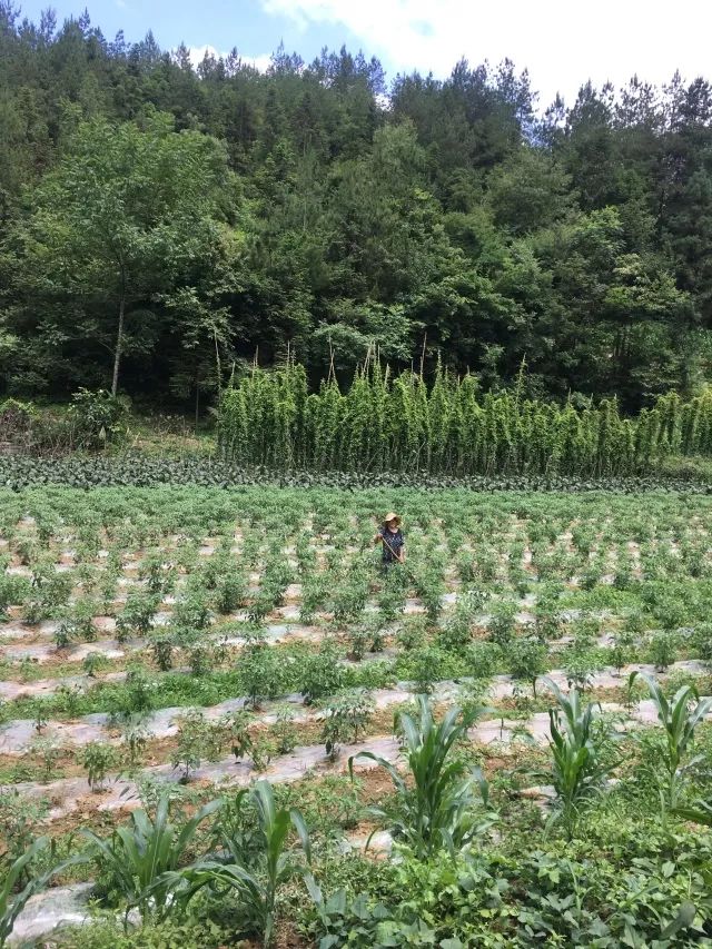 湖北利川市富硒农产品