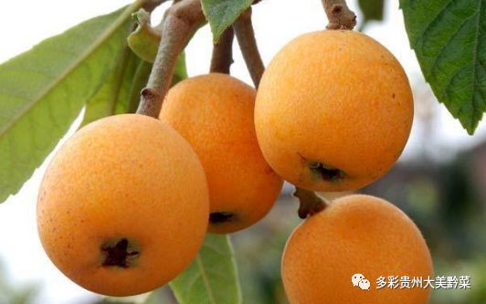 贵州哪些地方产富硒茶