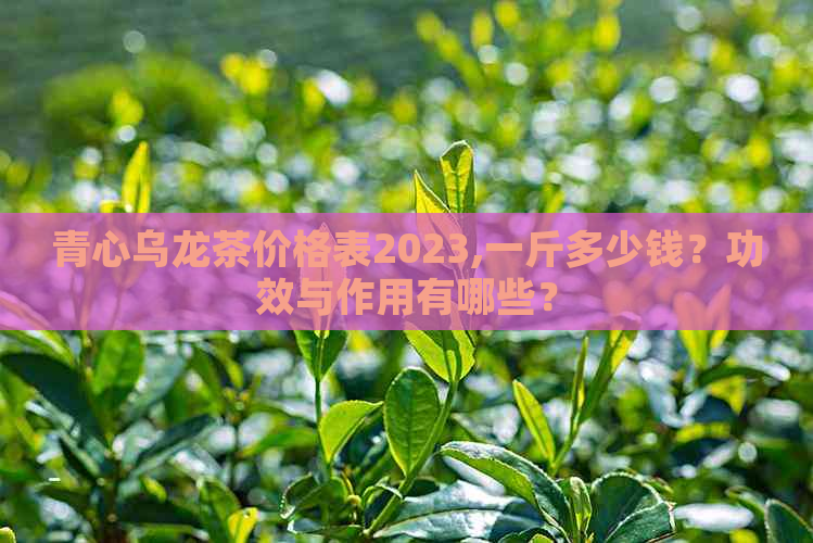 青心乌龙茶价格表2023,一斤多少钱？功效与作用有哪些？