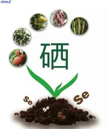 普洱茶硒含量，揭秘普洱茶的健秘密：探究其富硒含量