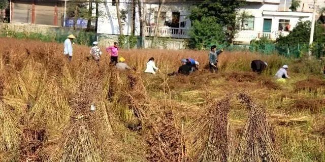 富硒茶没有标注硒含量(茶叶中硒含量)-硒宝网