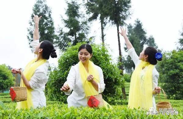 凤冈富锌富硒茶是什么