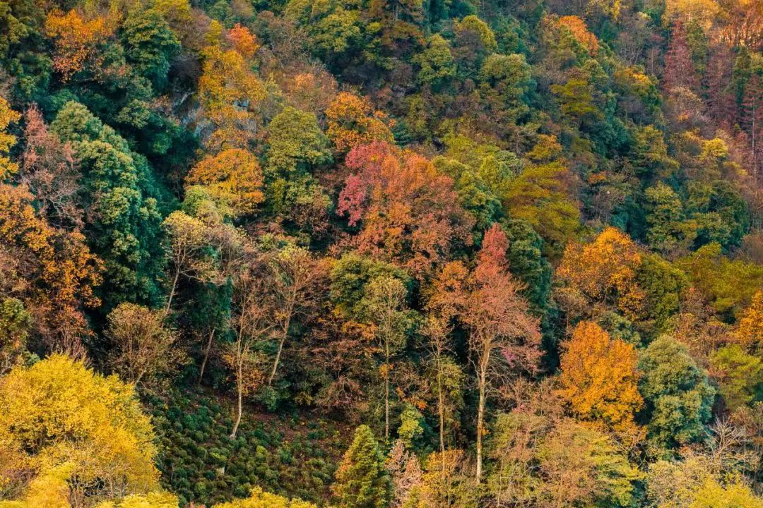 仙寓山富硒茶含硒多少