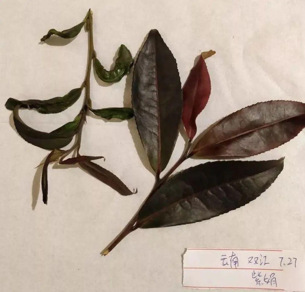 富硒茶中的硒溶于水吗