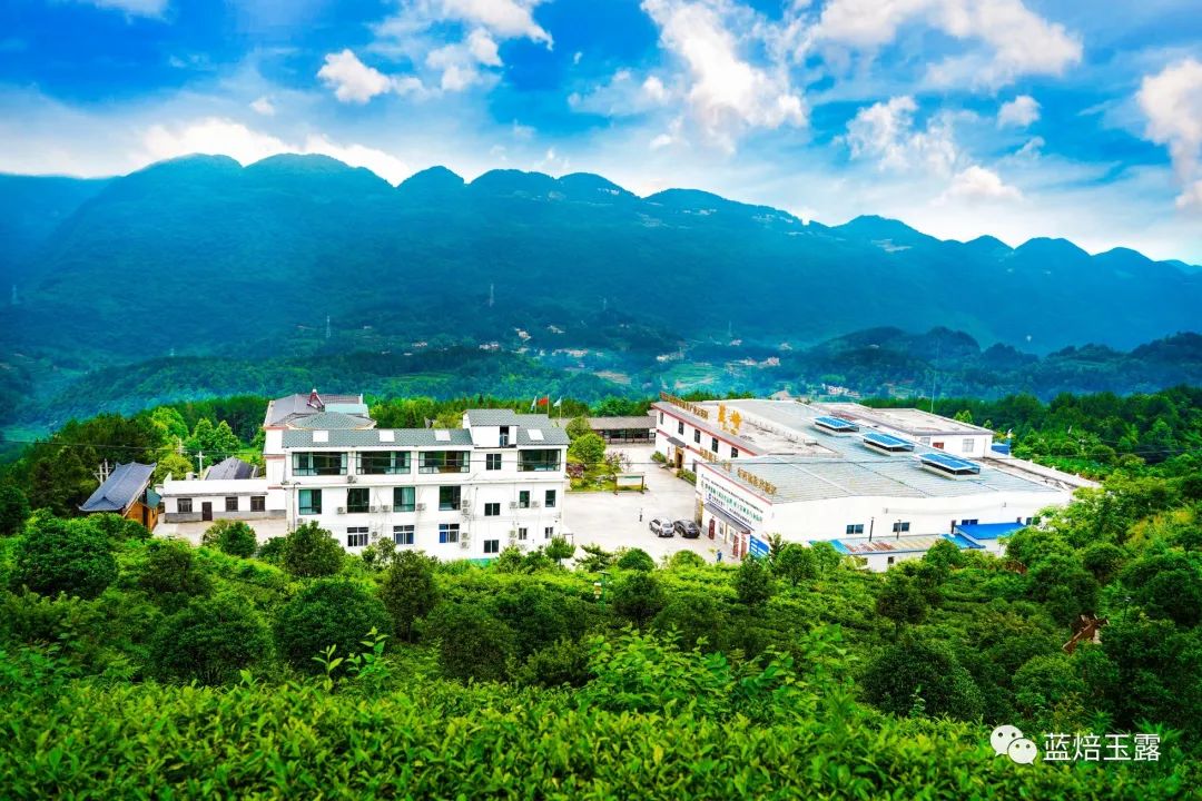 硒妃蒋家坡秋木富硒茶
