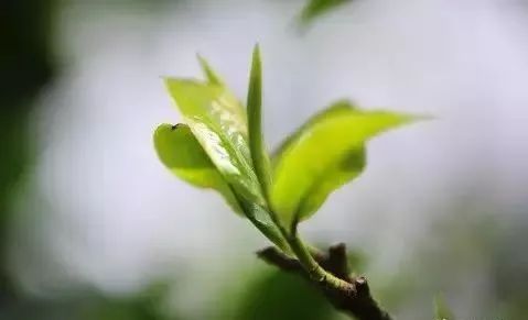 紫阳富硒茶明前茶采摘
