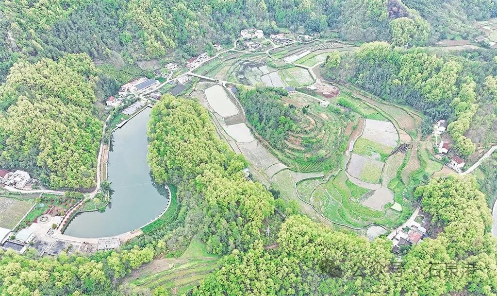 峰富硒茶种植示范基地