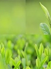 富硒茶和白茶哪个好