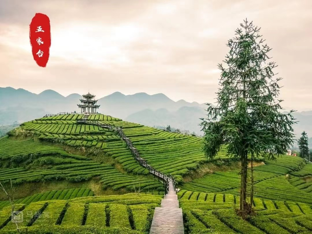 恩施富硒藤茶价格多少
