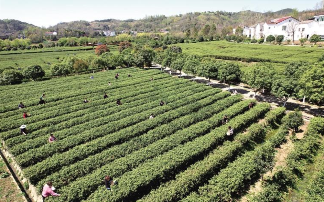 紫阳富硒茶采摘园地址