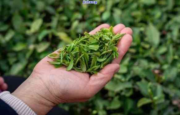 什么茶含硒丰富？哪种茶含硒最丰富？探讨茶叶中的硒含量