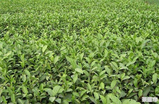 请问什么茶可以抗癌，为什么可以抗癌，茶叶抗癌作用机制是 - 茶超市