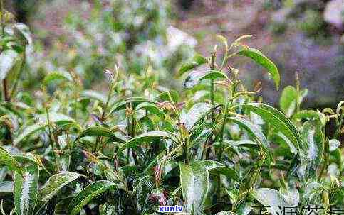喝索玛茶对身体好吗有害吗，探讨索玛茶的健效益：对身体的影响是好还是坏？