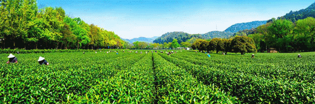 富硒清明茶有什么功效