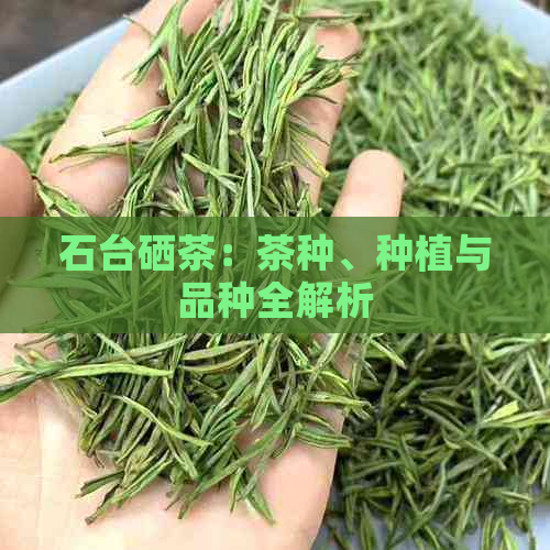 石台硒茶：茶种、种植与品种全解析