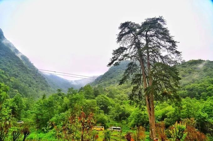 汉中红镇巴高山富硒茶
