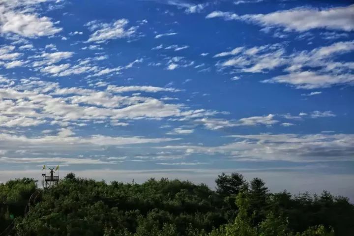汉中红镇巴高山富硒茶
