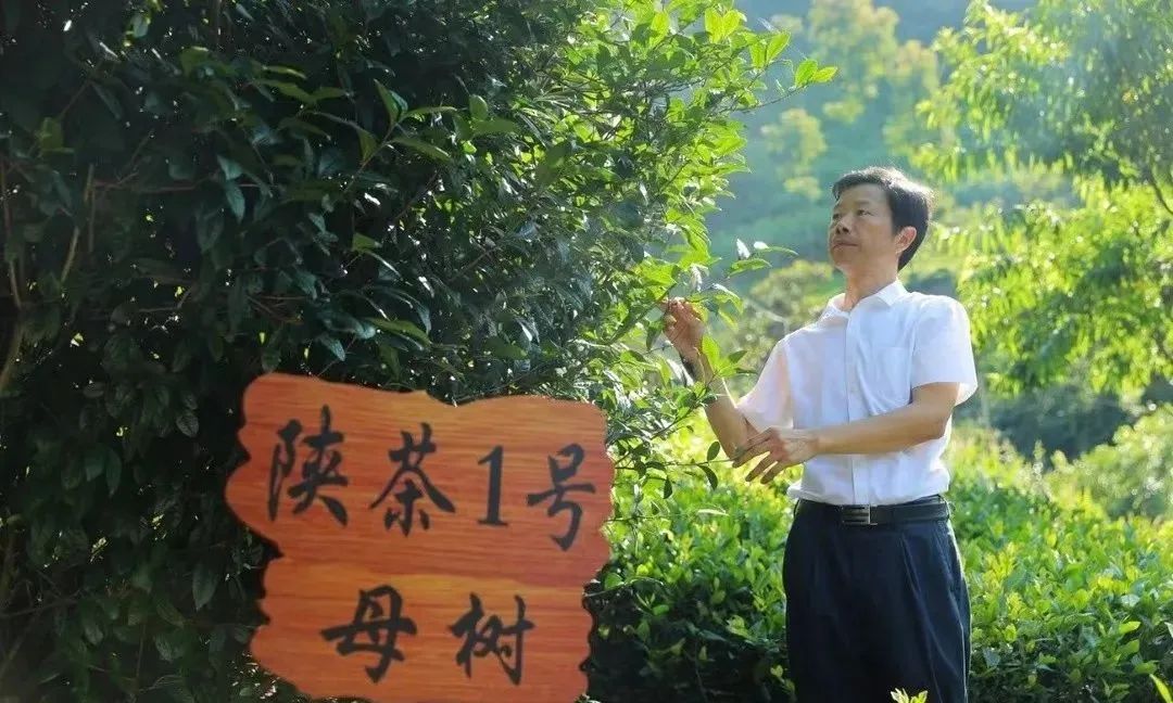 富硒茶和碧螺春哪个好