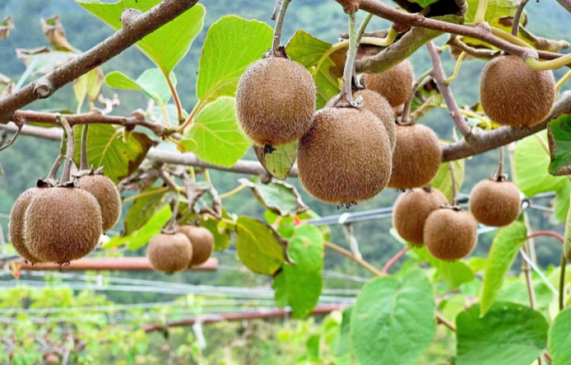 销售紫阳富硒茶的店铺