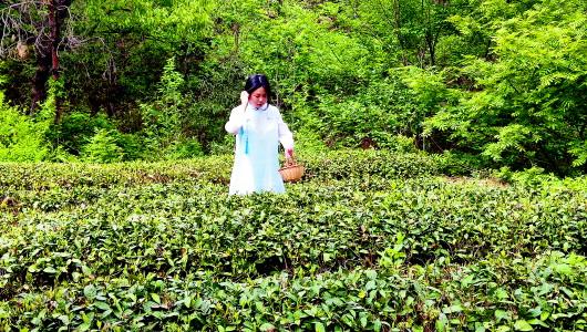 日照绿茶是不是富硒茶