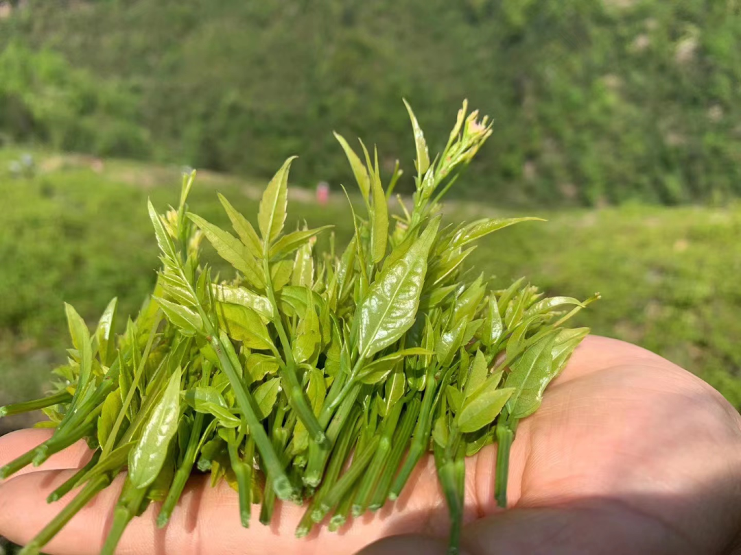 莓茶和富硒茶区别大吗