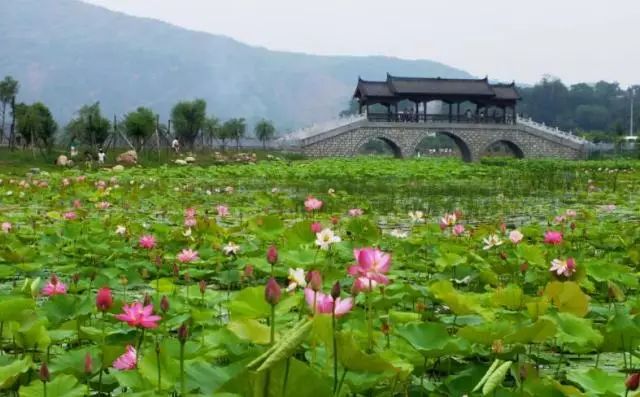 陕西紫阳富硒茶品天下