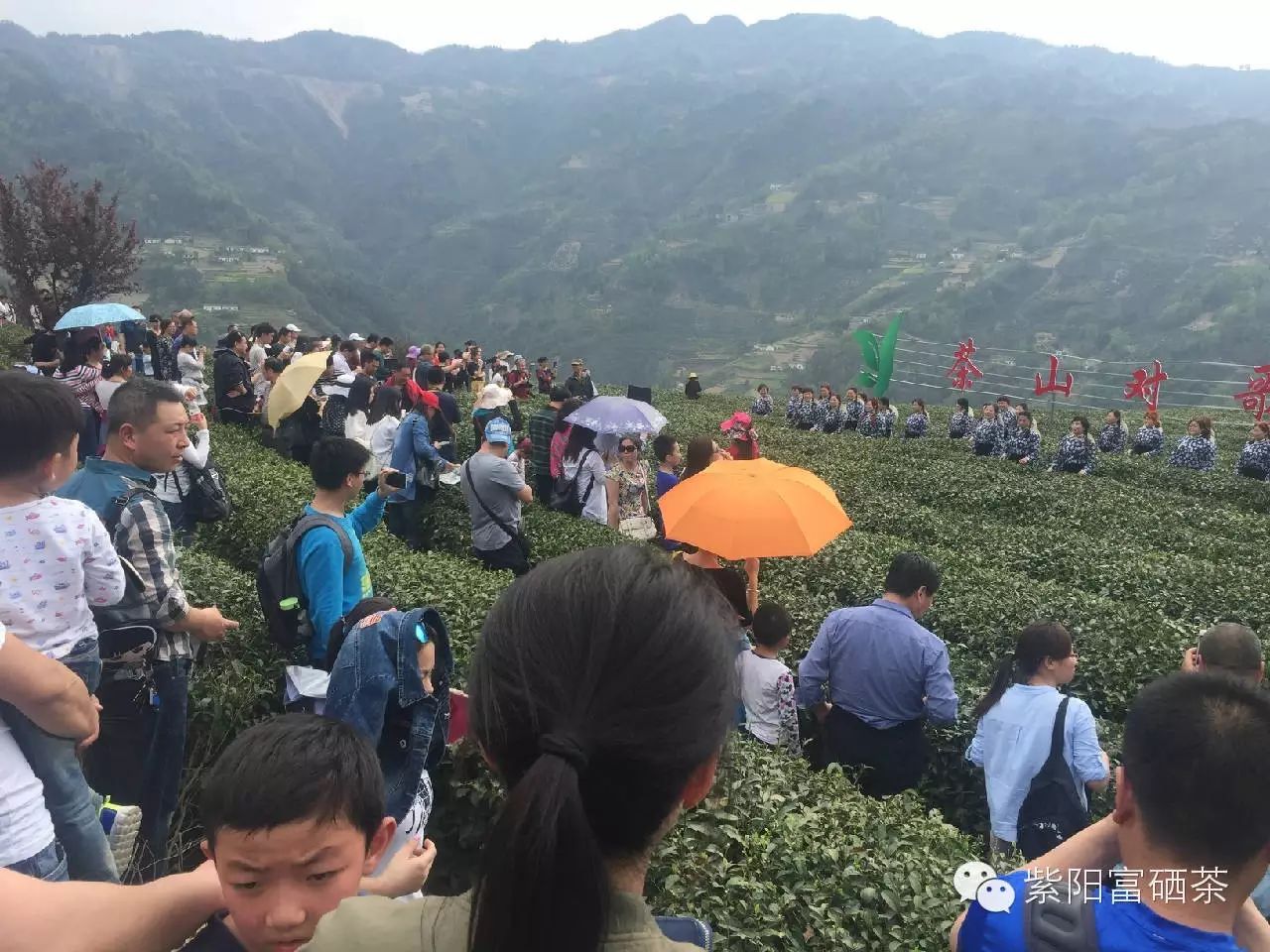 安康紫阳富硒茶观光园