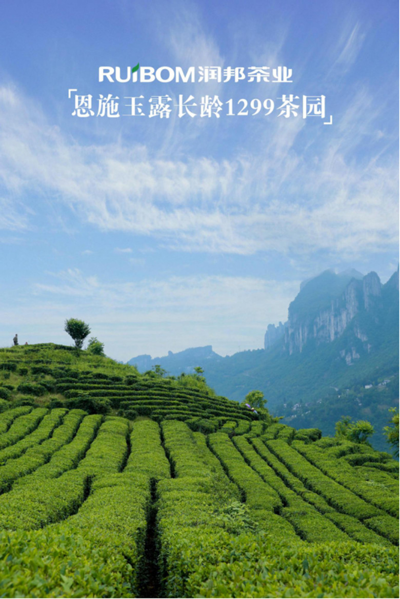 有名的富硒茶玉露工厂(恩施玉露富硒茶多少钱)-硒宝网