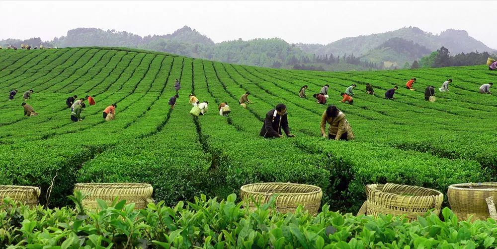 富硒茶跟有机茶一样吗