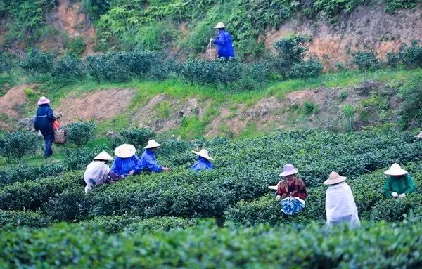 富硒茶跟有机茶一样吗(富硒茶具)-硒宝网