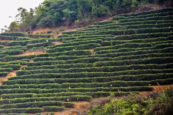 富硒茶跟有机茶一样吗(富硒茶具)-硒宝网